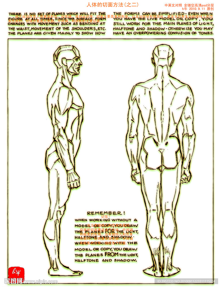人体切面方法之二中英文对照全镂空psd分层图片