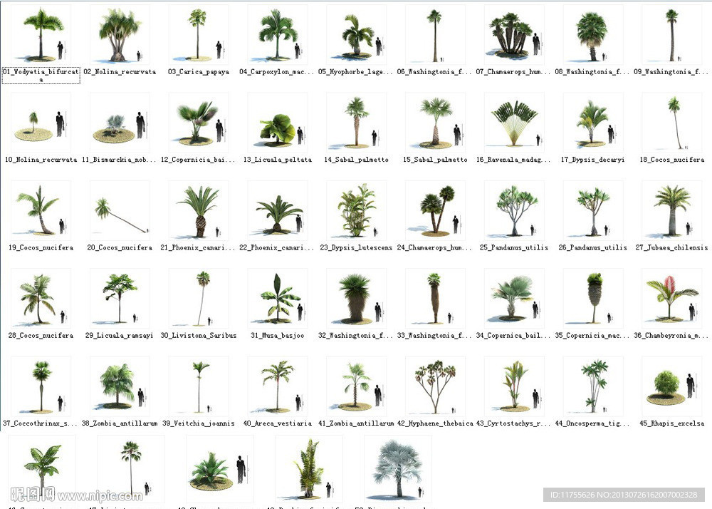 热带树模型