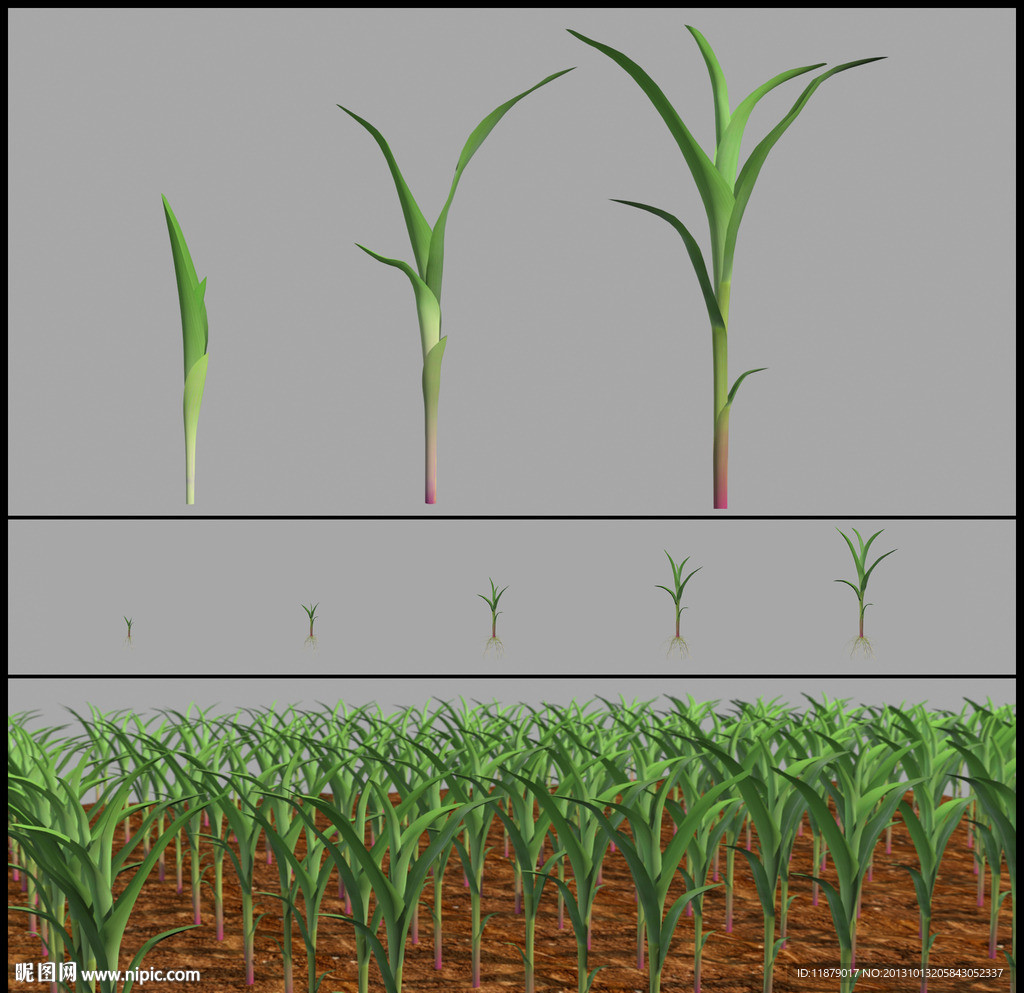 玉米玉米苗生长动画图片