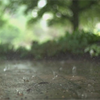 丛林雨滴细雨绵绵