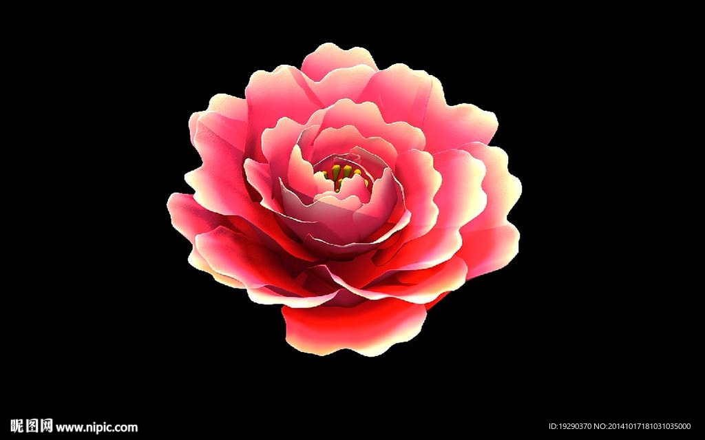 牡丹花開放（帶通道）