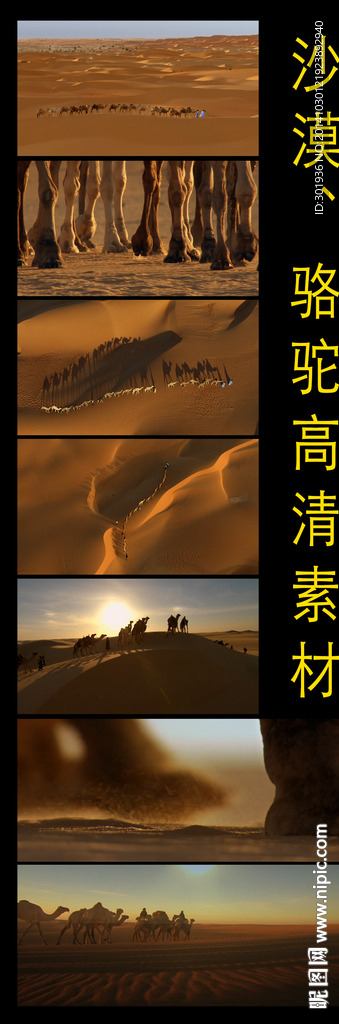 沙漠骆驼实拍素材