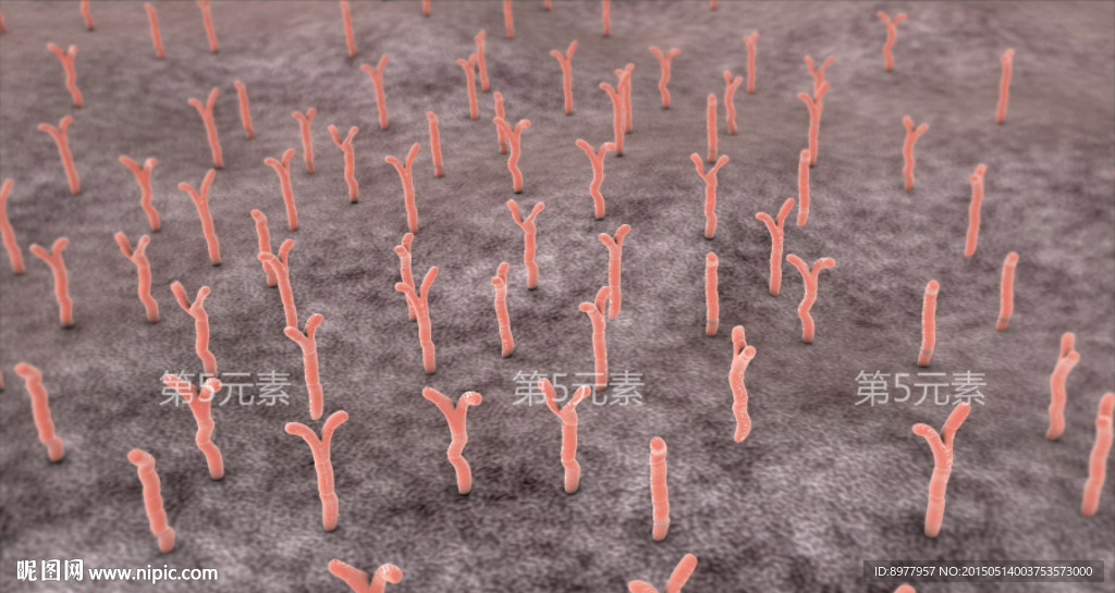 双歧杆菌生长
