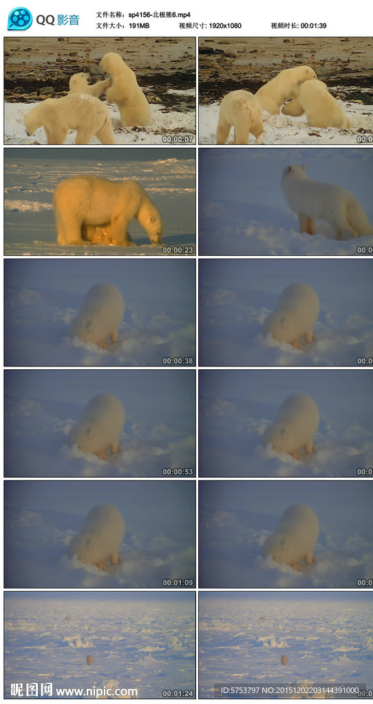 北极熊视频素材