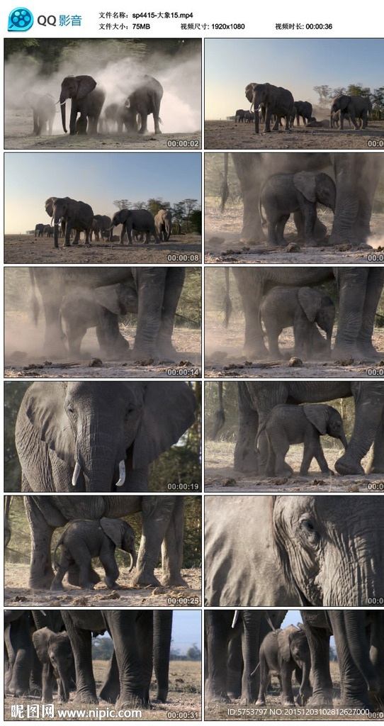 大象野生動物視頻素材