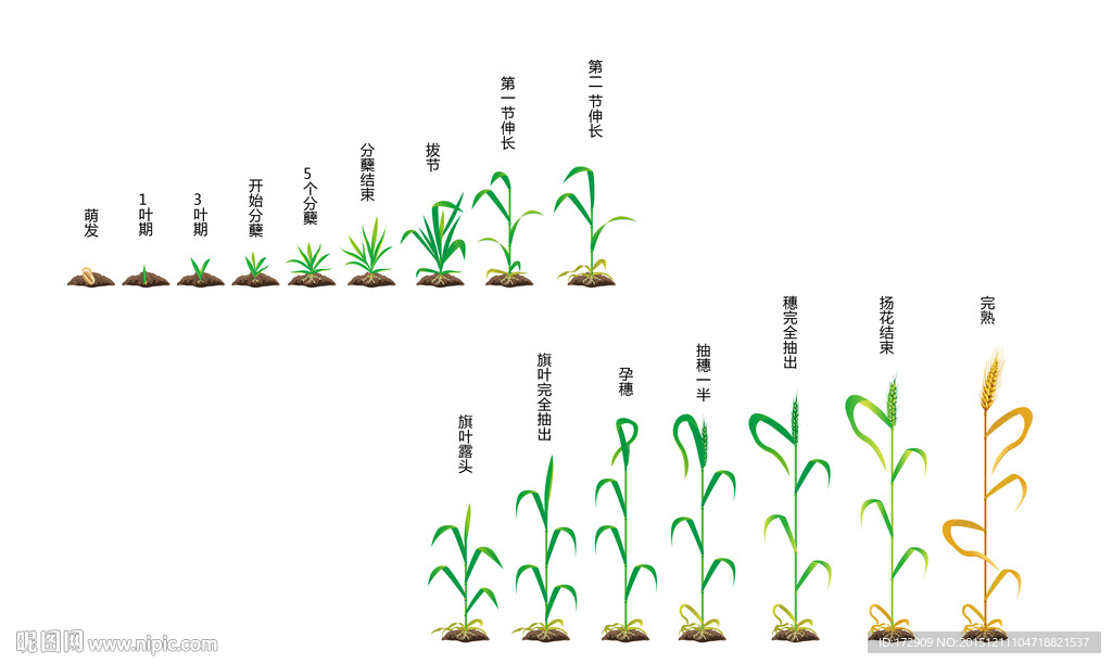 小麦生长过程图片