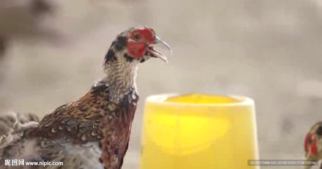 高清視頻素材飼養雞鴨動態