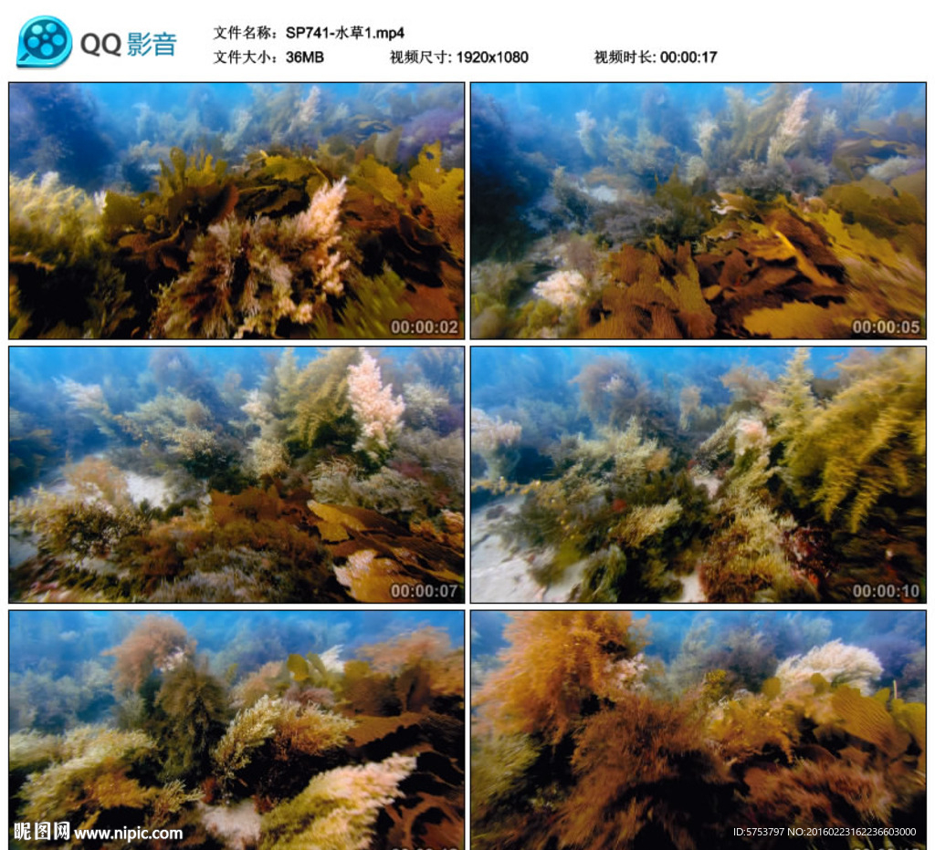 湖底水草水底世界