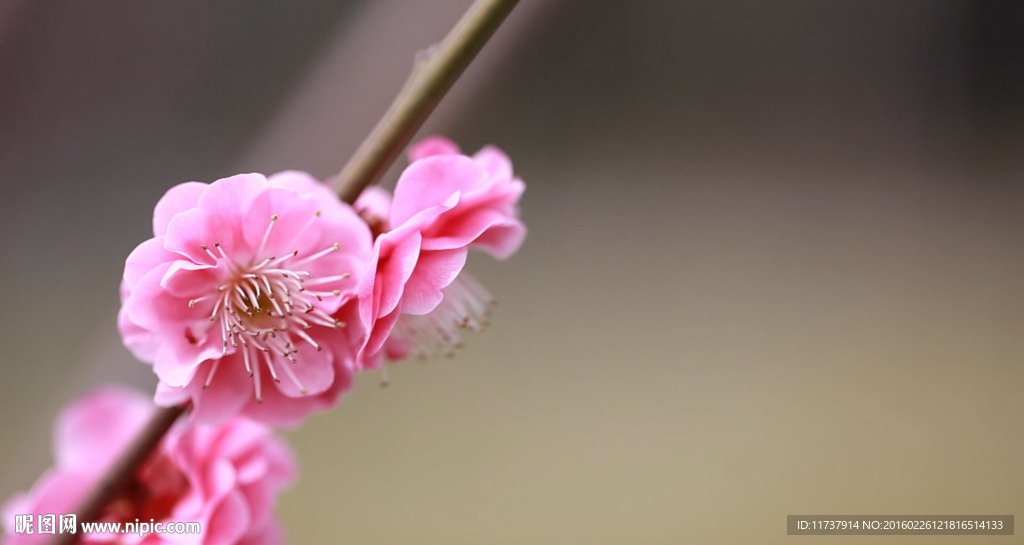 唯美櫻花高清視頻