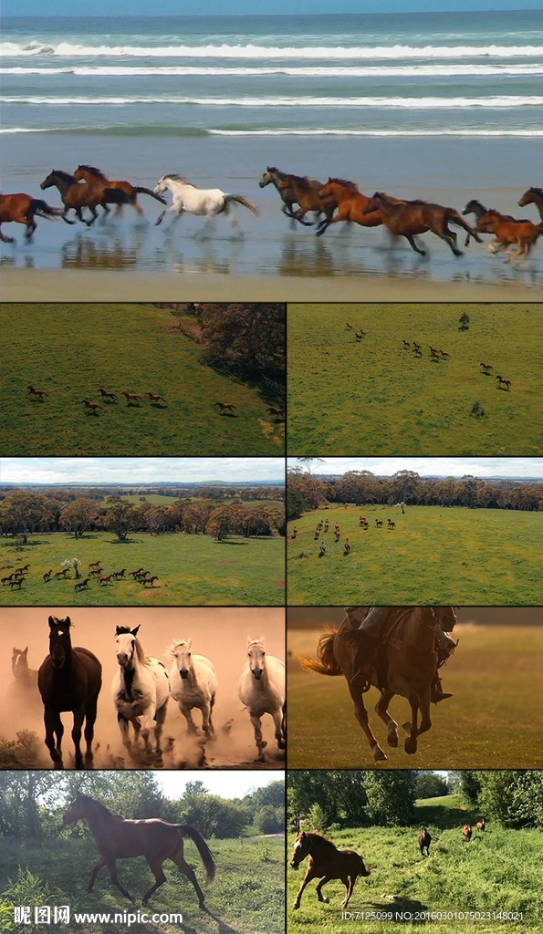 多组奔跑的马实拍视频