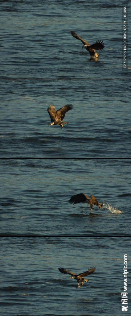 鹰飞扑水中捕鱼慢镜头视频素材