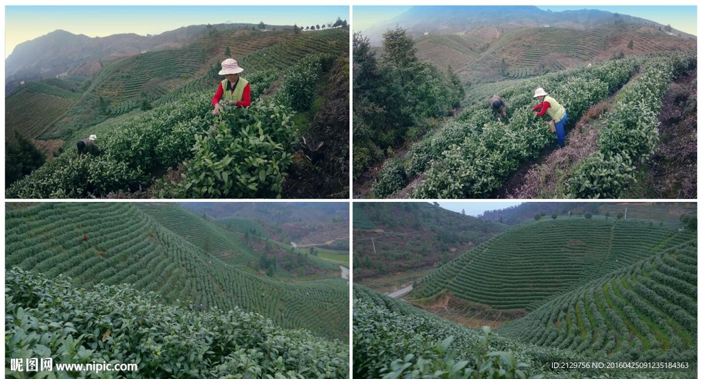 茶山采茶