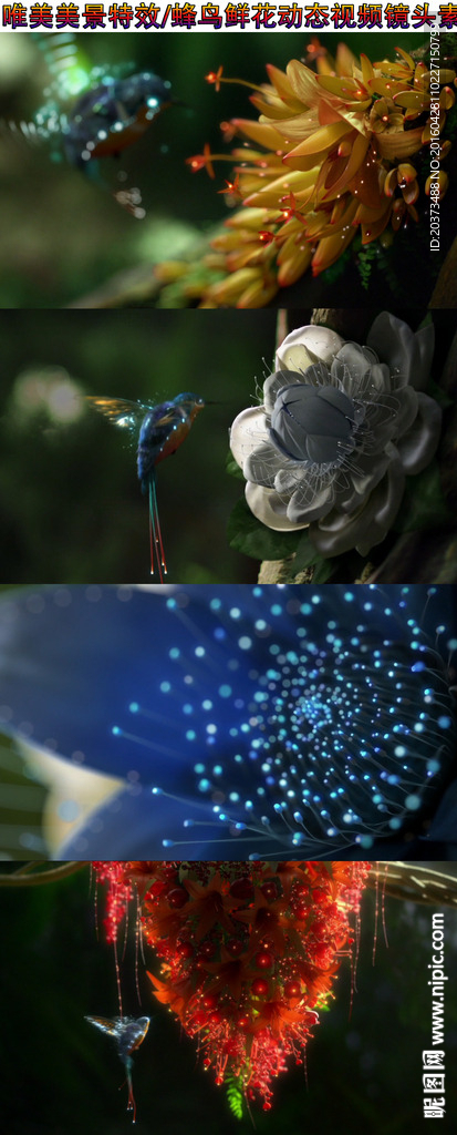 蜂鳥花朵特效視頻素材背景