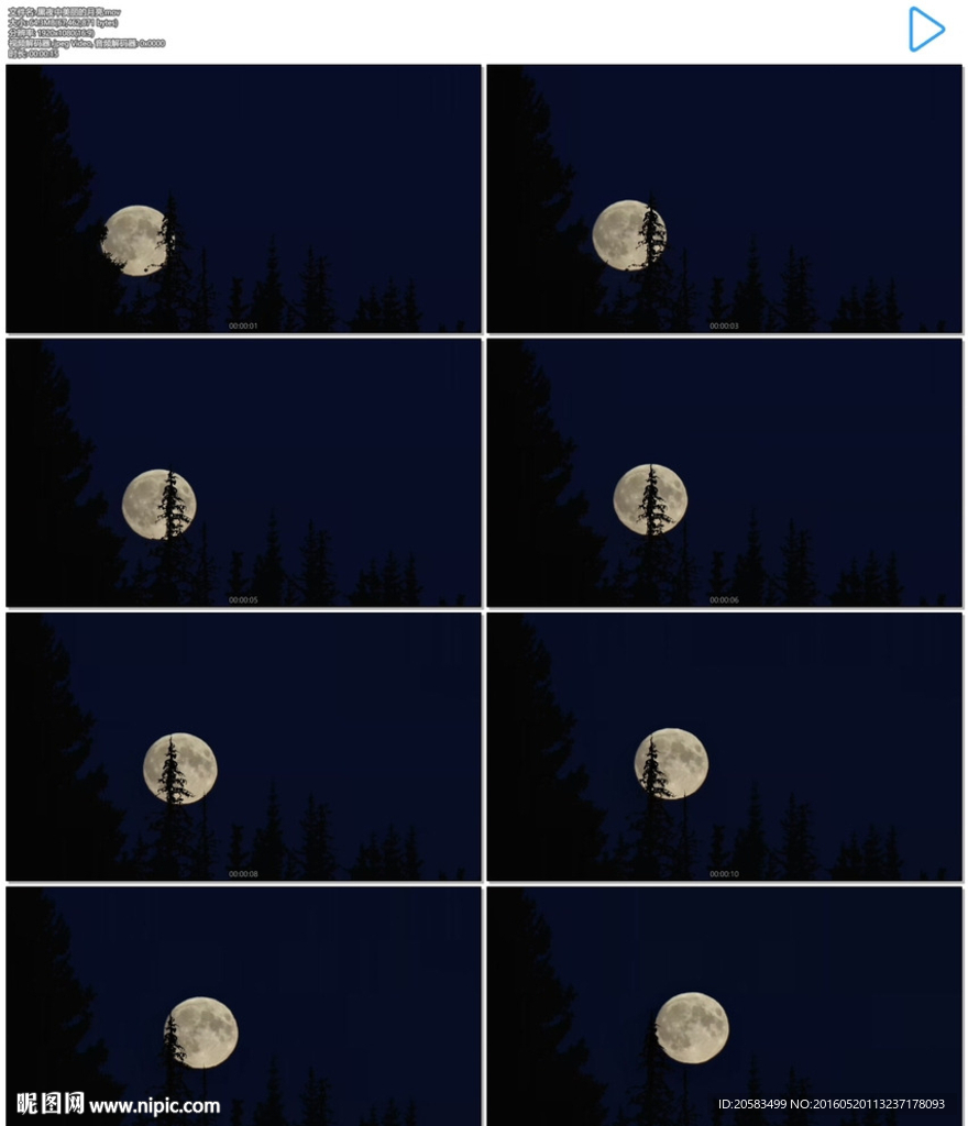 黑夜夜空樹梢月亮