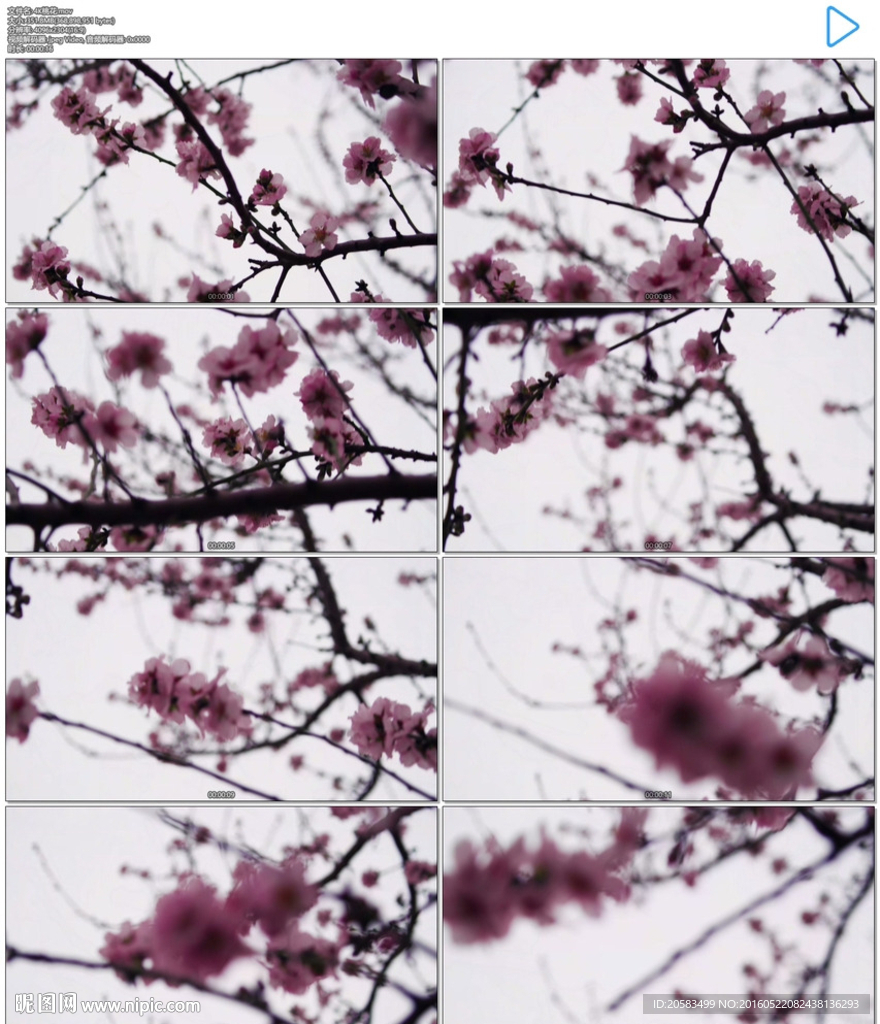 4K桃花