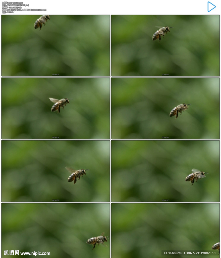 高清蜜蜂飞舞慢动作