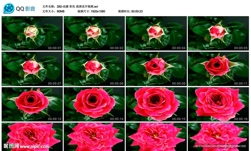 動感彩色高清花開視頻影視素材