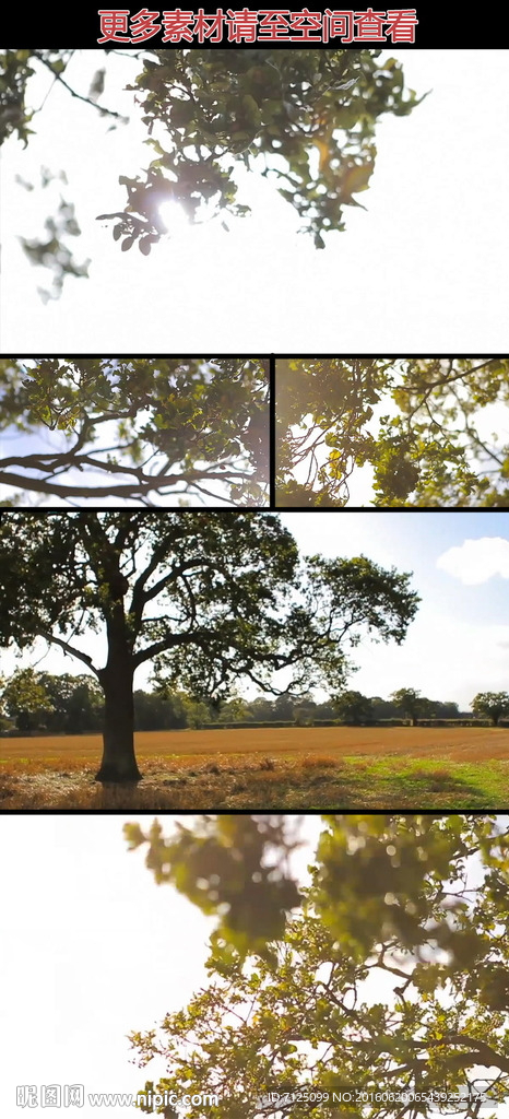 阳光穿过树叶树影实拍视频素材