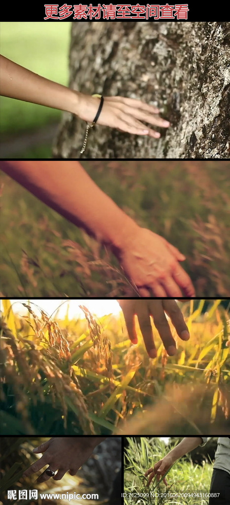 手触摸树木植物实拍视频素材