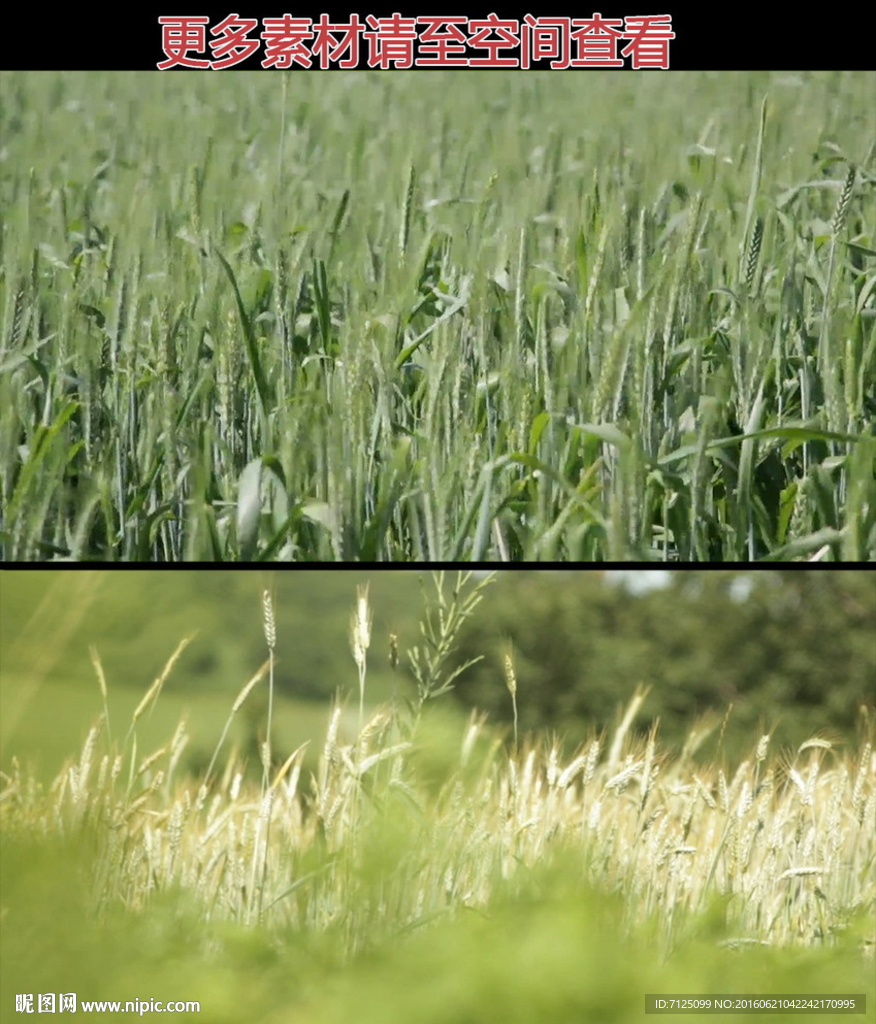 绿色麦穗高清实拍视频素材