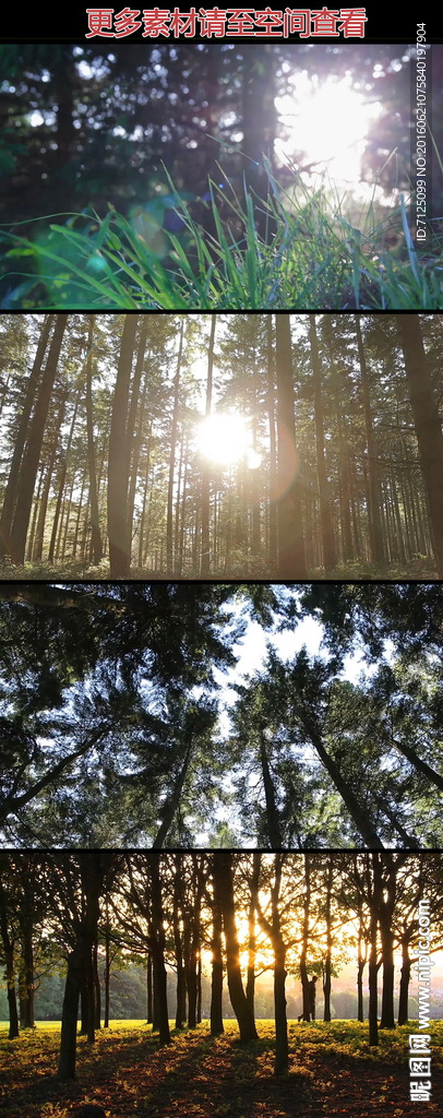 阳光树林高清实拍视频素材