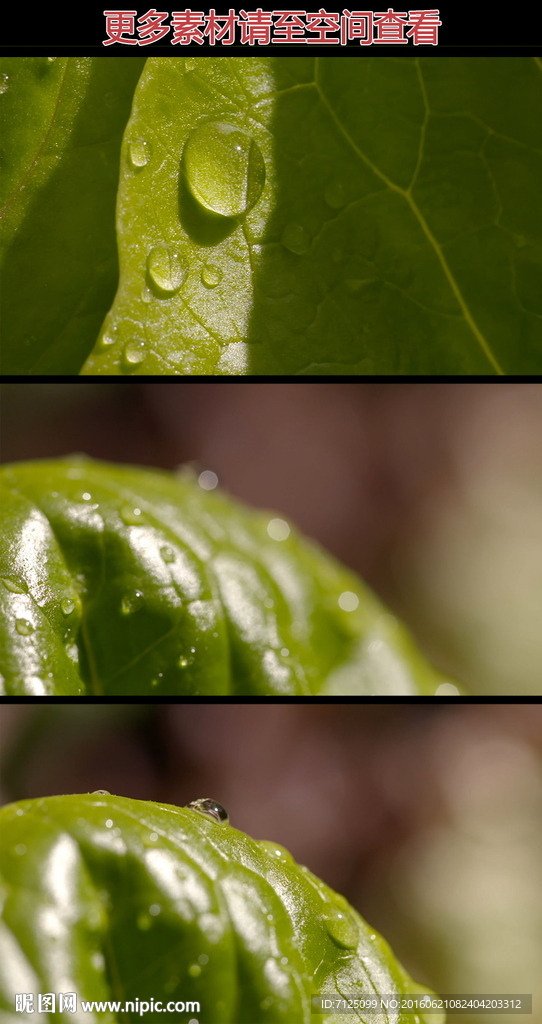 绿叶水珠高清实拍视频素材