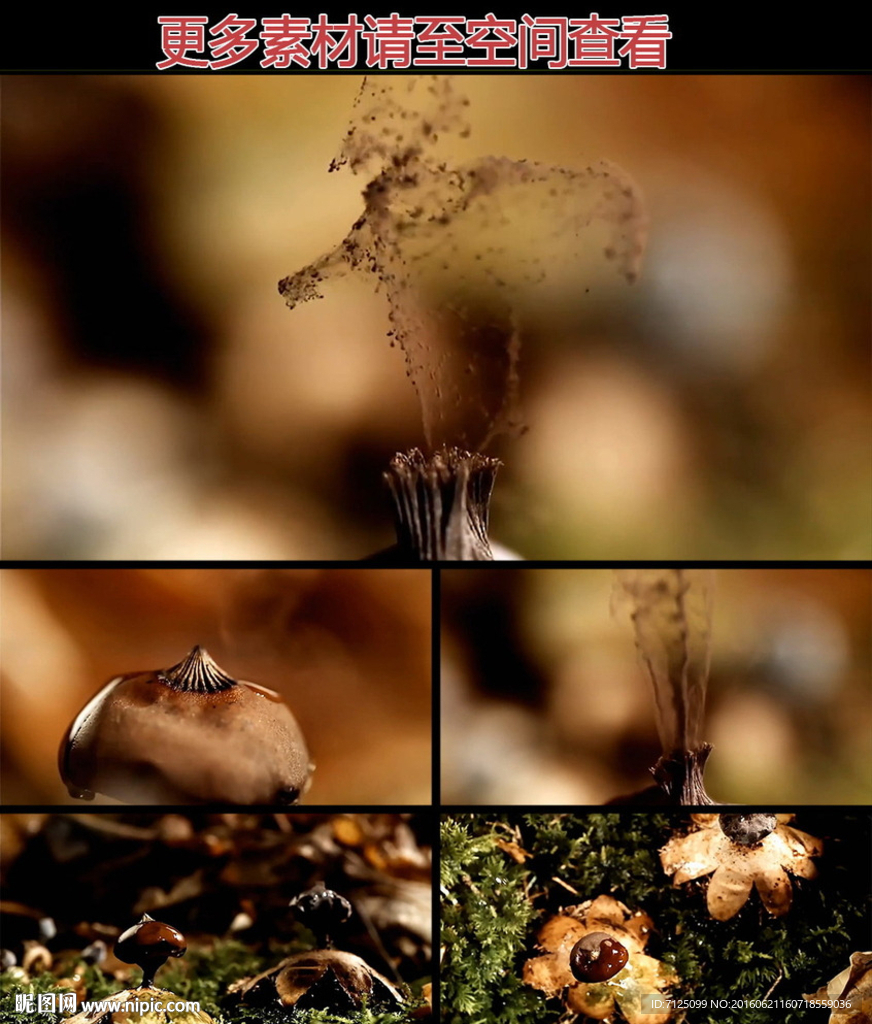 蘑菇散发孢子高清实拍视频素材