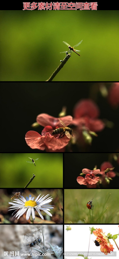 蜻蜓蜜蜂瓢蟲螞蟻昆蟲慢鏡頭視頻