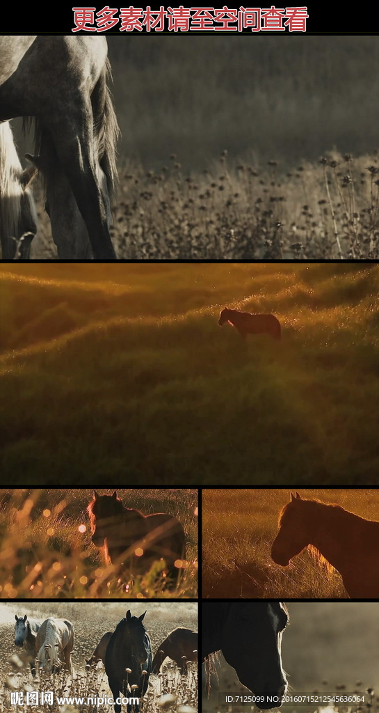 草丛中的马匹实拍视频素材