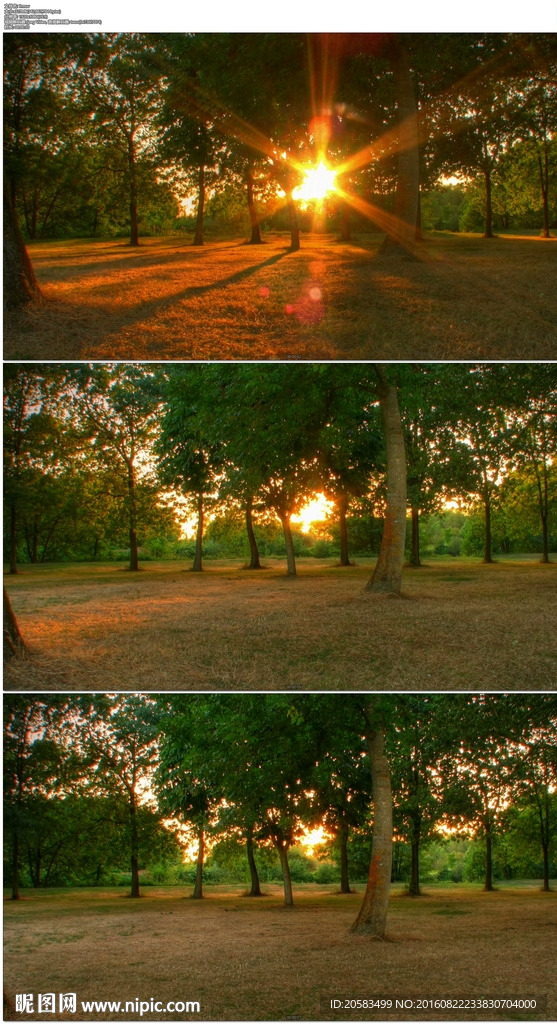 陽光穿過森林夕陽落日視頻素材