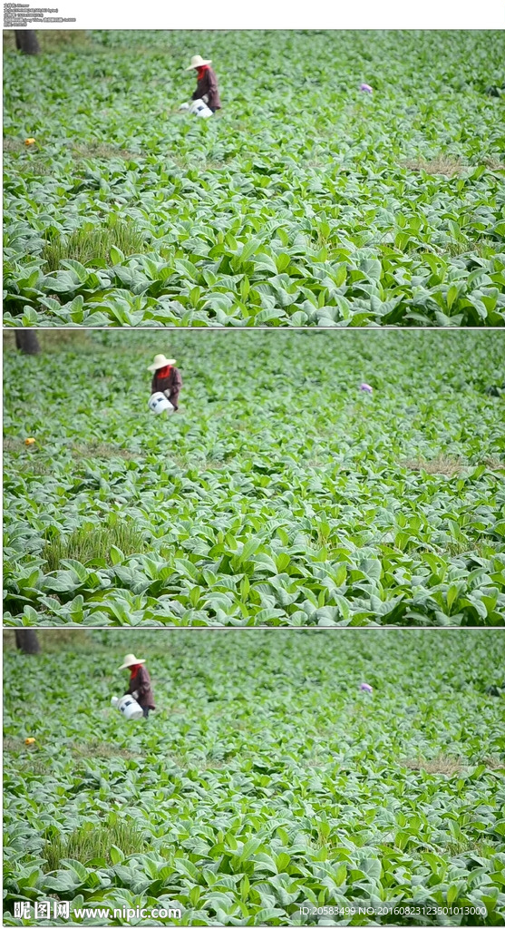 农民在种植烟草的土地里施肥