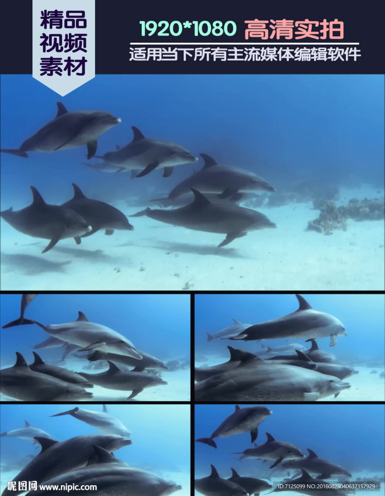 一群海豚海水中畅游视频素材
