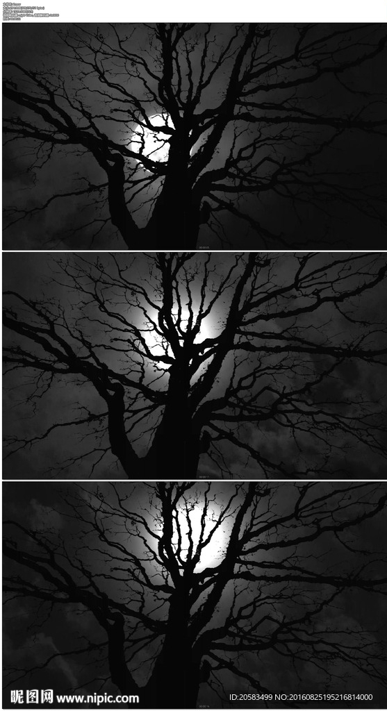 夜晚黑夜树枝背后月亮