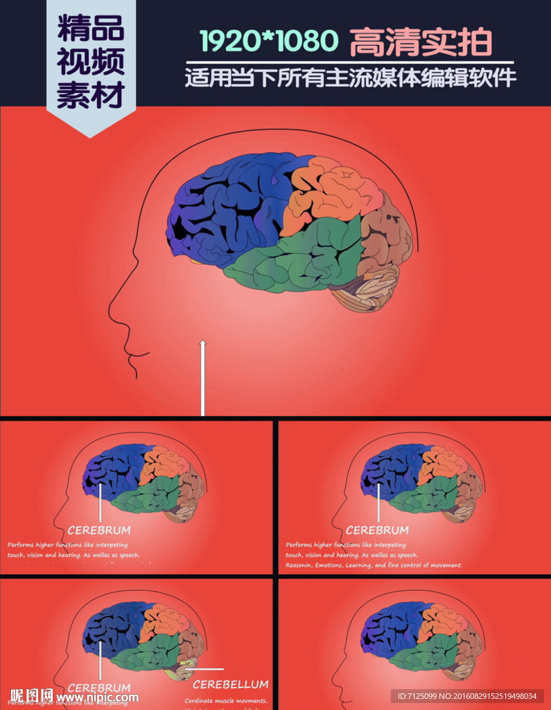 腦部基本功能介紹演示動畫