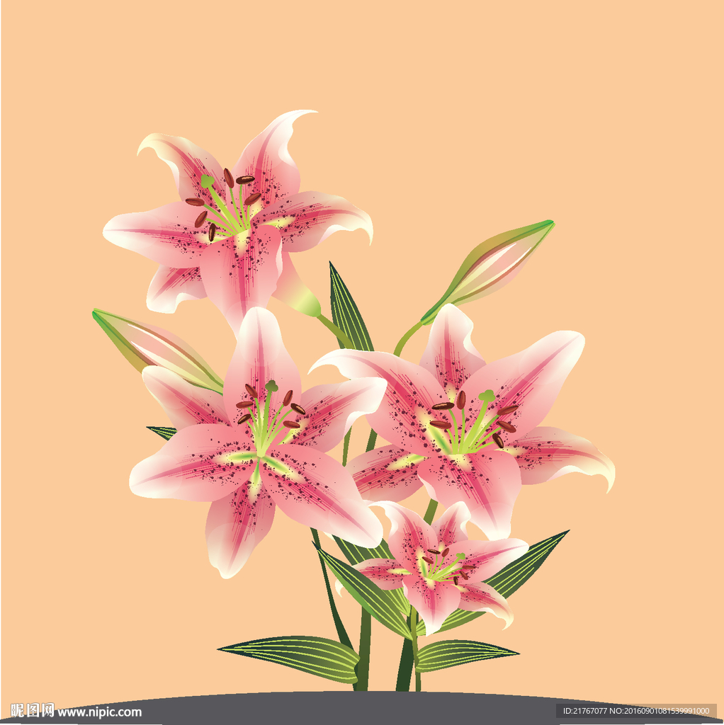 粉紅百合