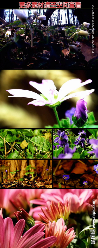 植物生长花朵绽放高清实拍视频
