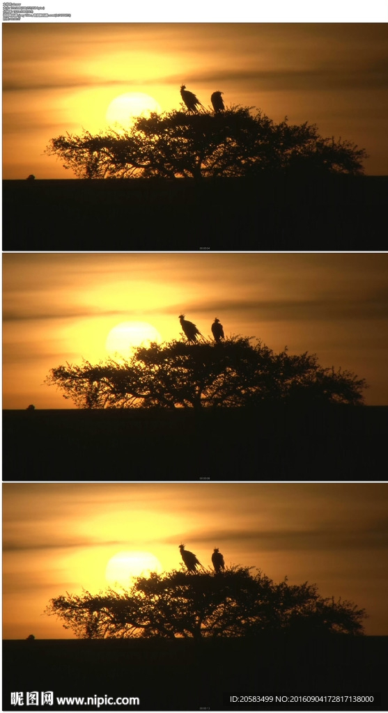 小鳥秘書鳥棲息在夕陽樹梢上
