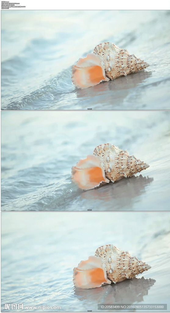 海灘貝殼
