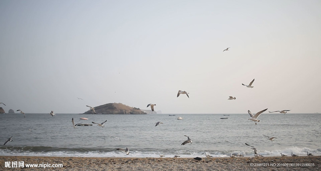 沙灘海鷗