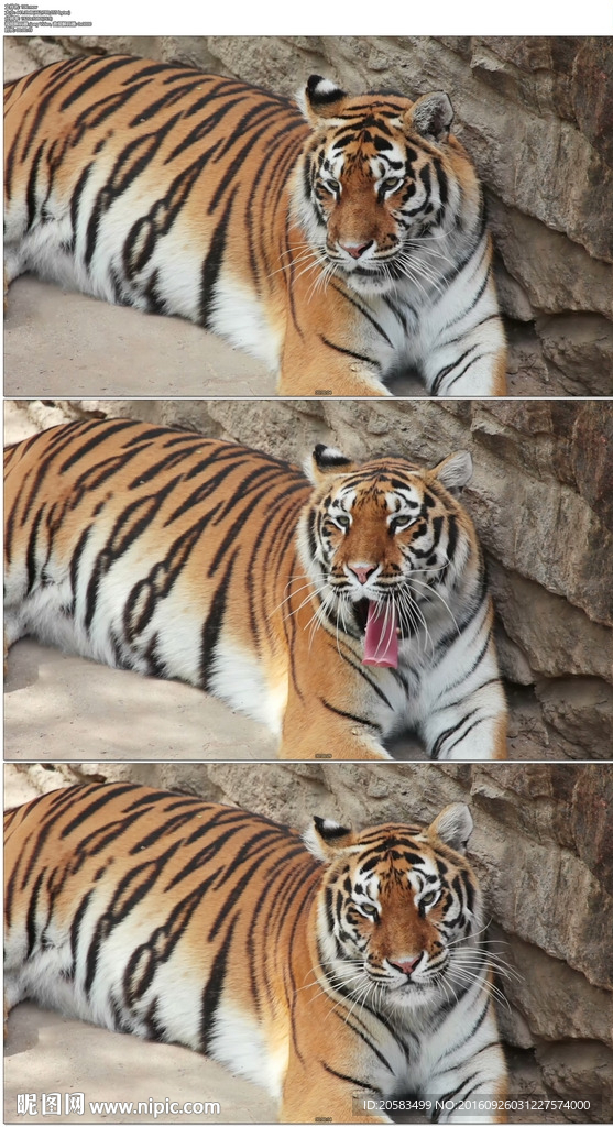 動(dòng)物園老虎打哈欠
