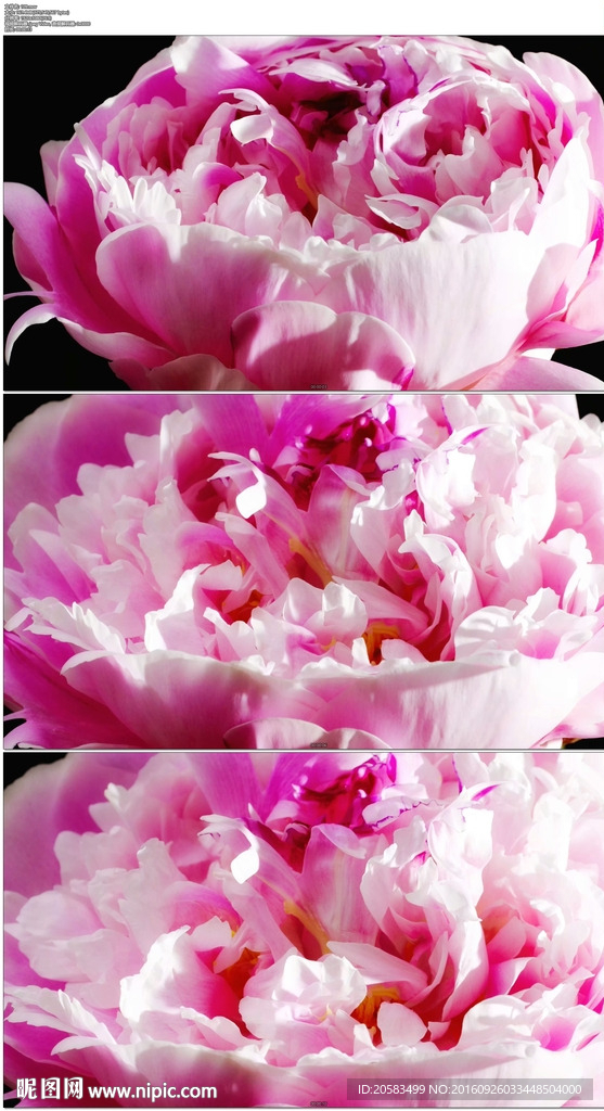 牡丹鮮花盛開