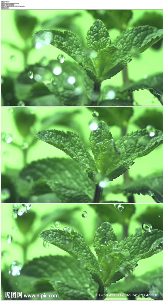 樹葉雨滴