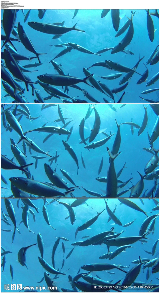 藍色海水里的一群魚