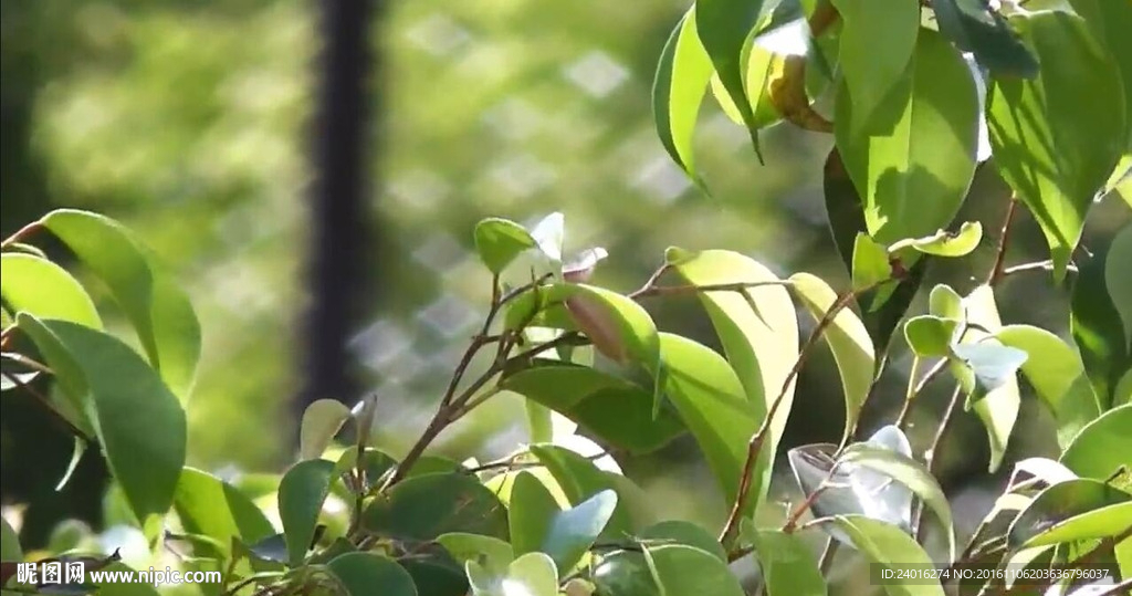 風吹樹葉