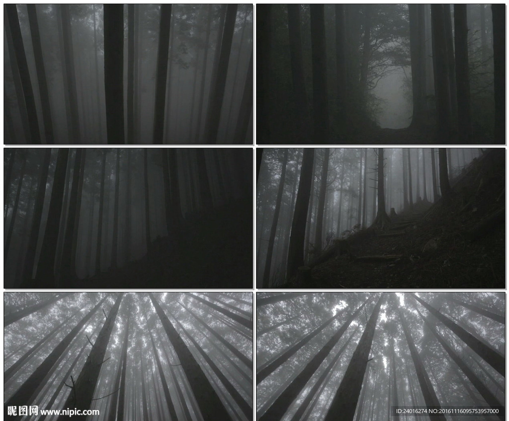 诡异的迷雾森林