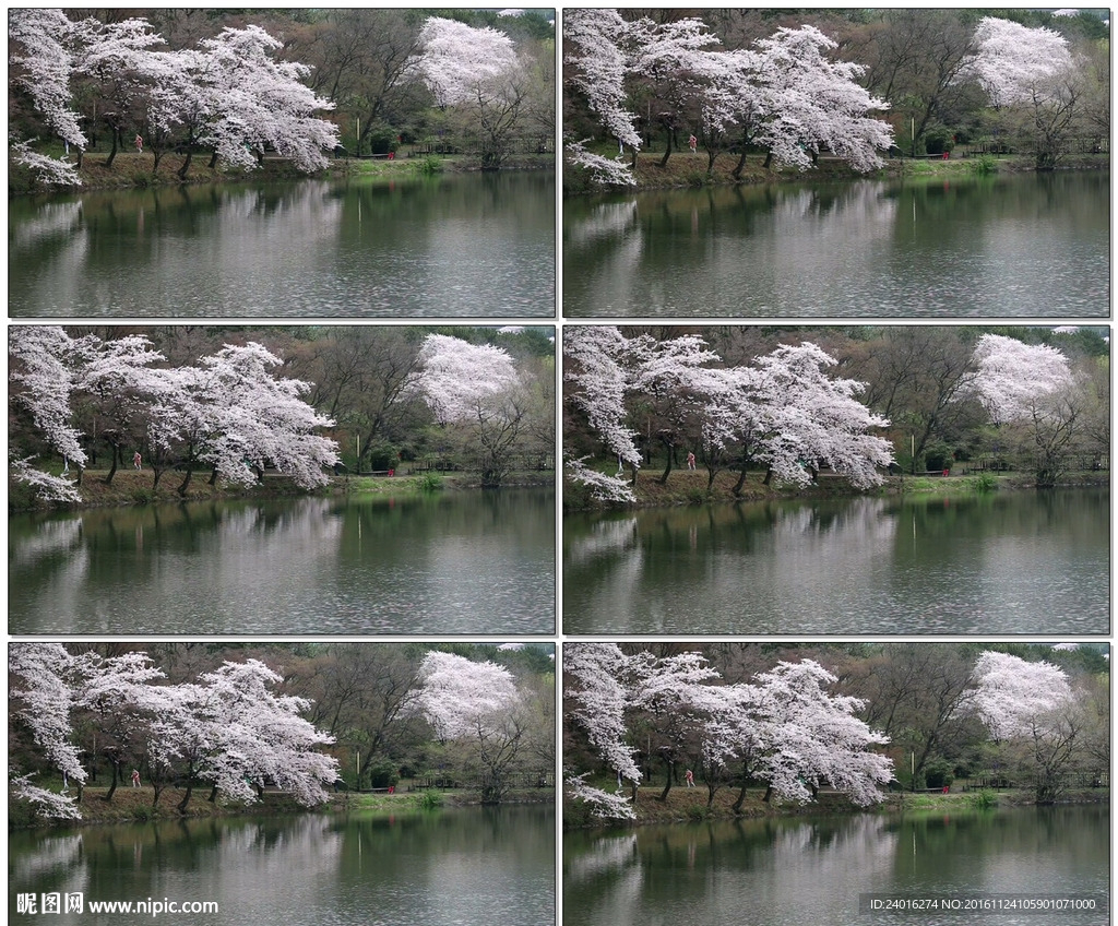 櫻花和湖