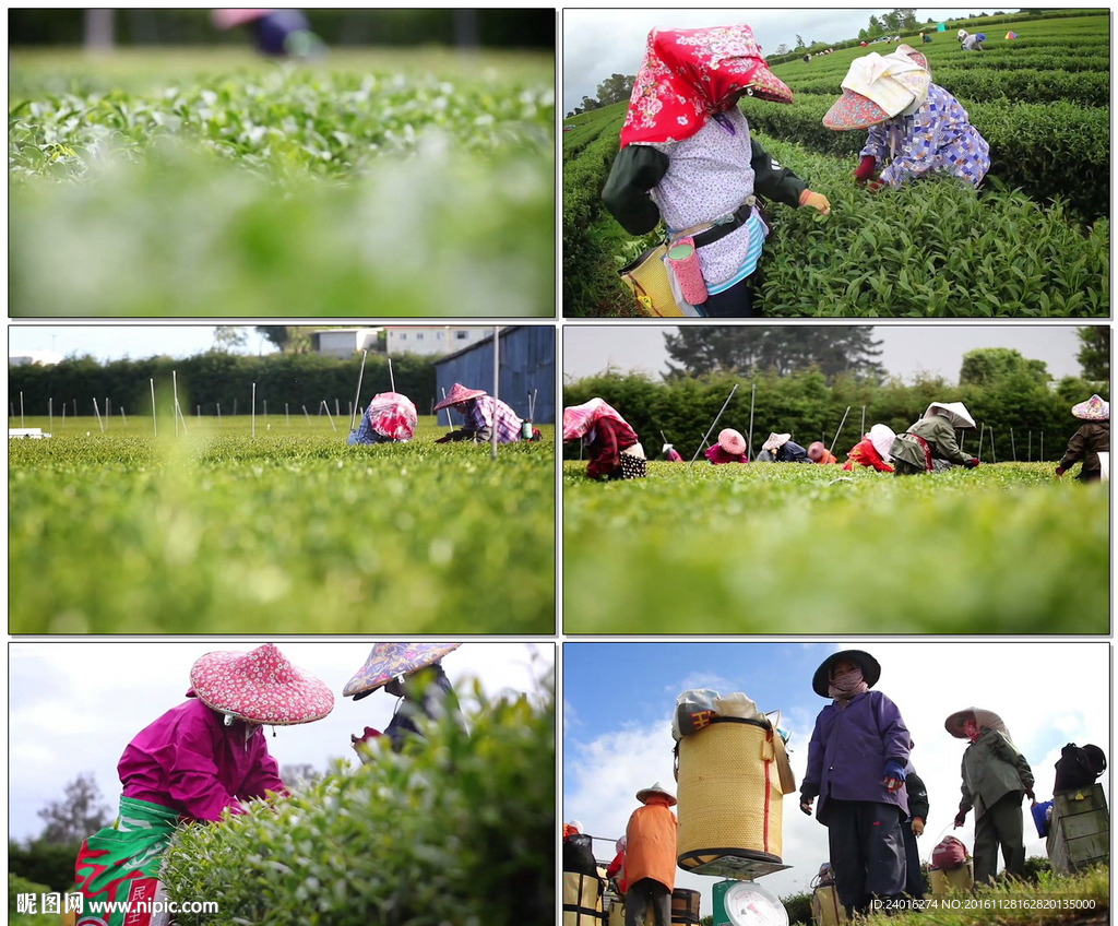 茶园茶农采茶收茶农忙景象