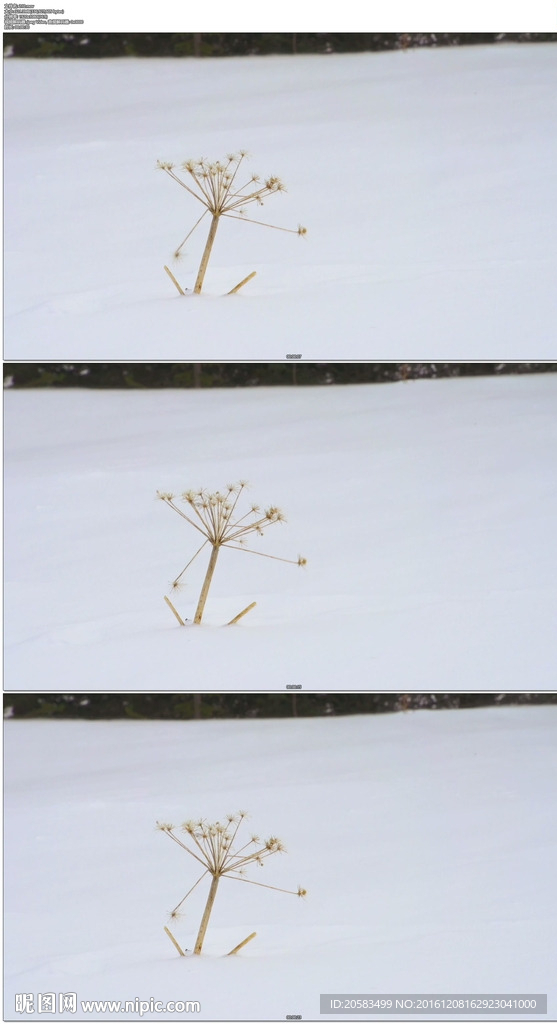 雪地中的蒲公英