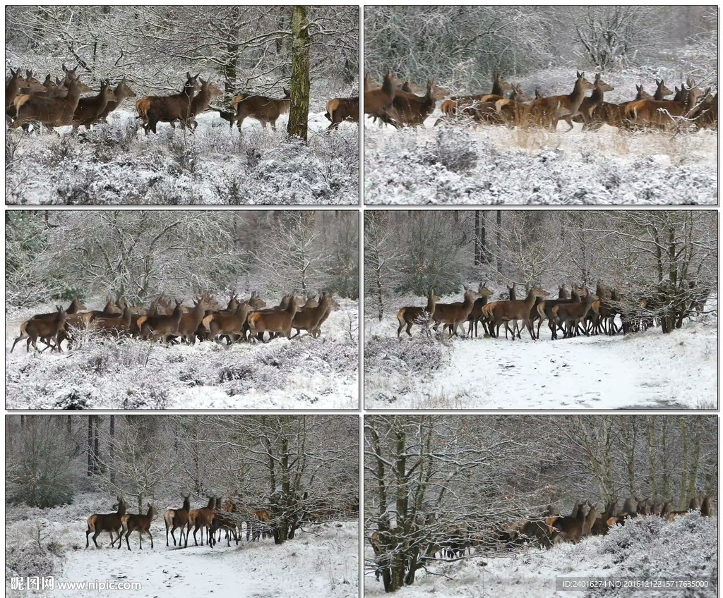 鹿群奔跑在森林的雪地中