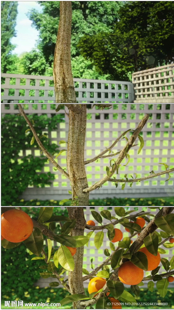 柑橘树生长结果